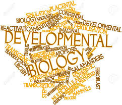 1089_Advanced Developmental Biology_(Tabaquero, A.)