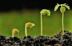 Pharmaceutical Botany with Taxonomy