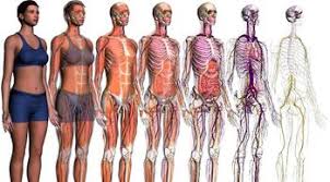 5062, Human Anatomy and Physiology with Pathophysiology, Antonio C