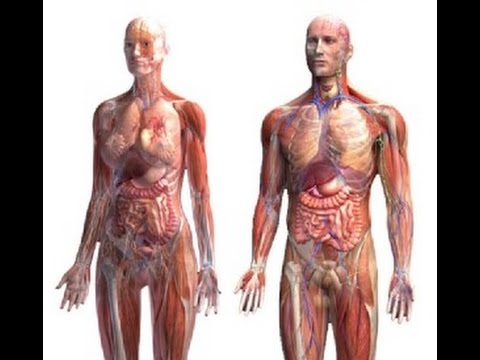 5075, Human Anatomy and Physiology with Pathophysiology, Antonio C
