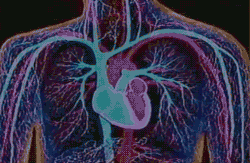 5076; Human Anatomy and Physiology with Pathophysiology, Quibuyen, C.