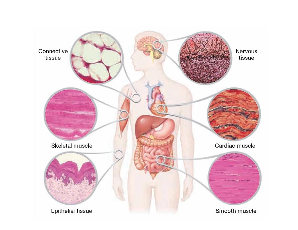 Human Histology (Lecture)