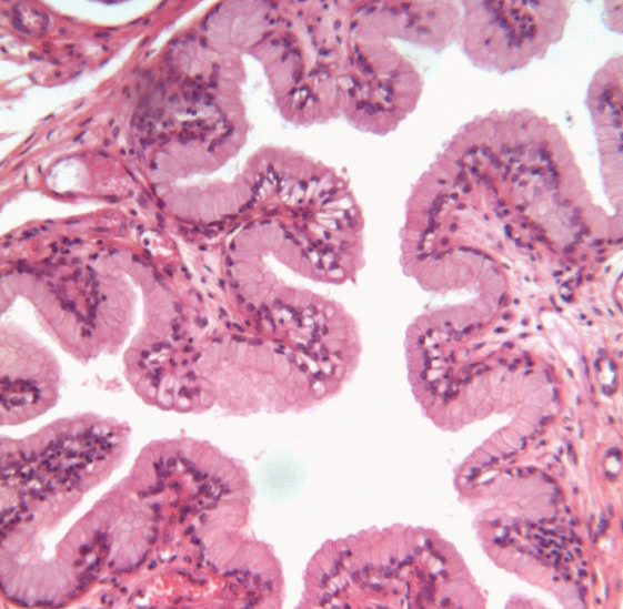 Human Histology (Laboratory)