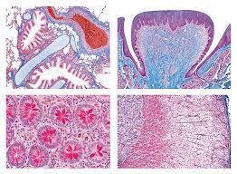 MLS - HISTO LAB (5015 Merged with 501<span class="highlight">7</span>)