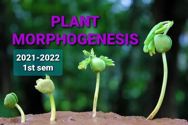 Plant Morphogenesis Bio 335 Code: 1009 (Tabaquero, Arlene L.)