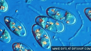 Microbiology and Parasitology Lecture