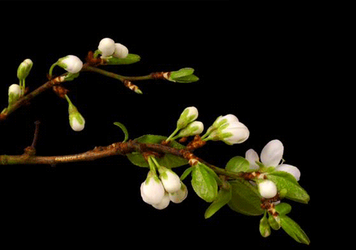 General Botany