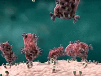 Immunology and Serology