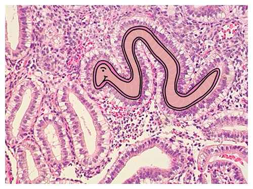 Clinical Parasitology Laboratory