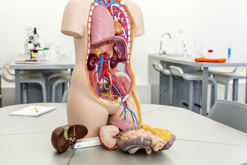 Anatomy and Physiology Laboratory