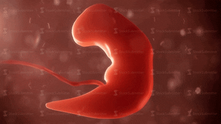 Developmental Biology Lecture