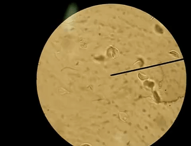 Clinical Parasitology Laboratory 5302