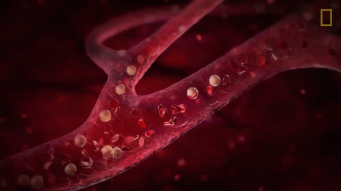 Hematology 1