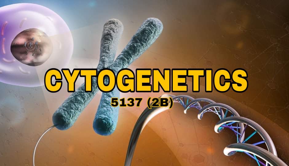 CYTOGENETICS 2B